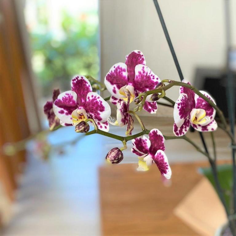 Purpurkrāsas orhideju zieds ar baltām un violetām svītrām, kas izceļas uz gaiša fona. Šī ziedu kompozīcija rada svaigu un elegantu atmosfēru.