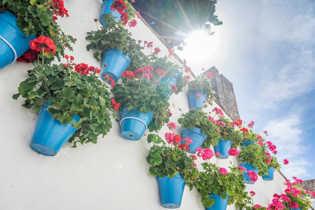 Ziedu podi ar sarkaniem un rozā ziediem, kas piestiprināti pie baltas sienas, radot krāsainu un dzīvīgu ainavu. Saules gaisma izgaismo skatu, piešķirot tam siltu un patīkamu noskaņu.