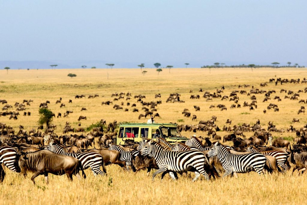 Serengeti Nacionālais parks – savvaļas dzīvnieku migrācija safari Vanilla Travel ceļojumā