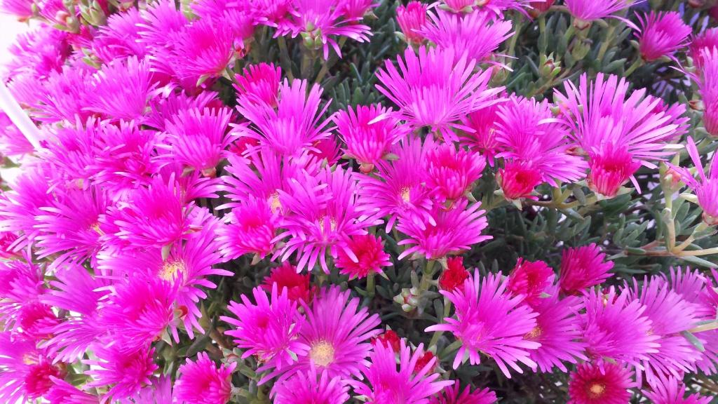 Skaistas košas rozā ziedi, kas zied bagātīgi un radīt krāsainu ainavu. Šie ziedi ir gleznaini un pievilcīgi, piešķirot dzīvīgumu jebkurai telpai.