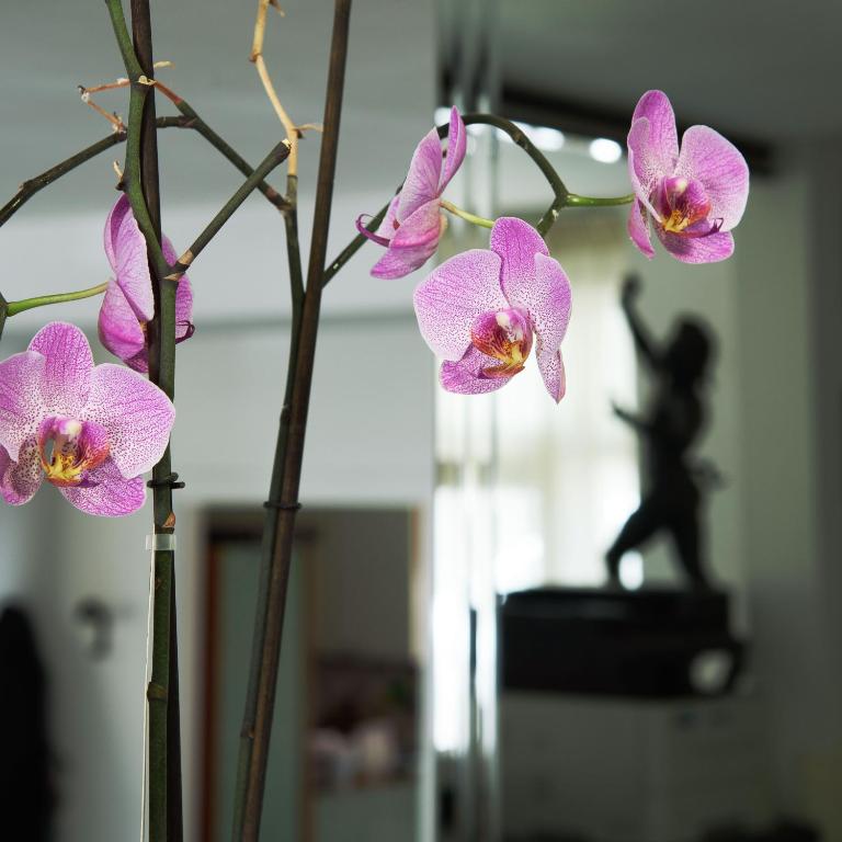 Orhideju zieds ar rozā ziedlapiņām, kas izceļas modernā interjerā ar spoguļiem un skulptūru fonā.
