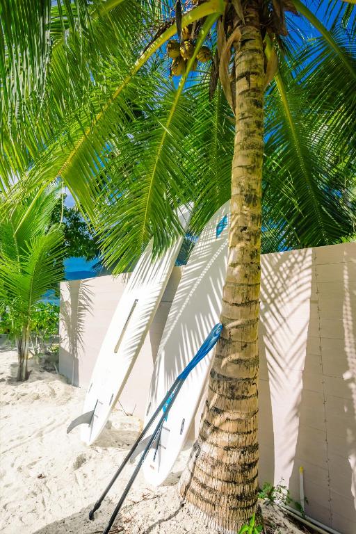 Sērfošanas dēļi atbalstīti pret palmu, ar smilšainu pludmali un zilo okeānu fona. Ideāla vieta atpūtai un ūdens sportiem.