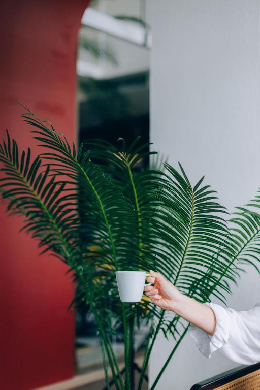 Kafija rokā pie Sugar Marina Nautical ar zaļiem augiem fonā