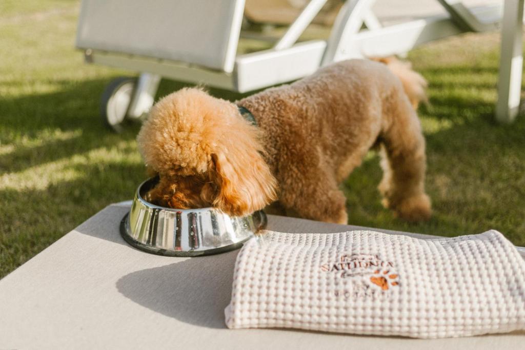 Kucēns ēd no metāla bļodas, blakus atrodas mīksta dvielīte ar logo. Fons ir zaļš zāles laukums un dārza mēbeles.