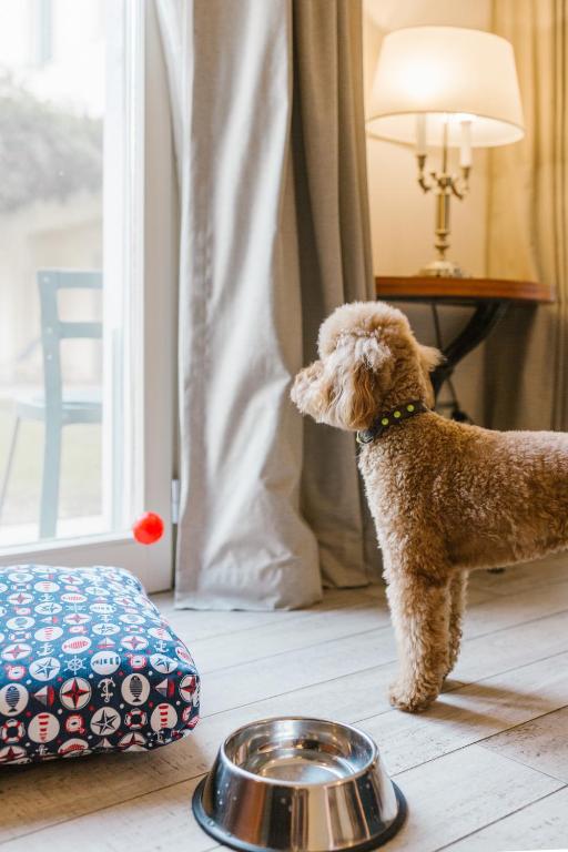 Suns stāv pie loga, skatoties uz ārpusi, blakus ir spilvens ar sporta motīviem un ūdens bļoda. Interjerā ir gaisma un dīvāns.