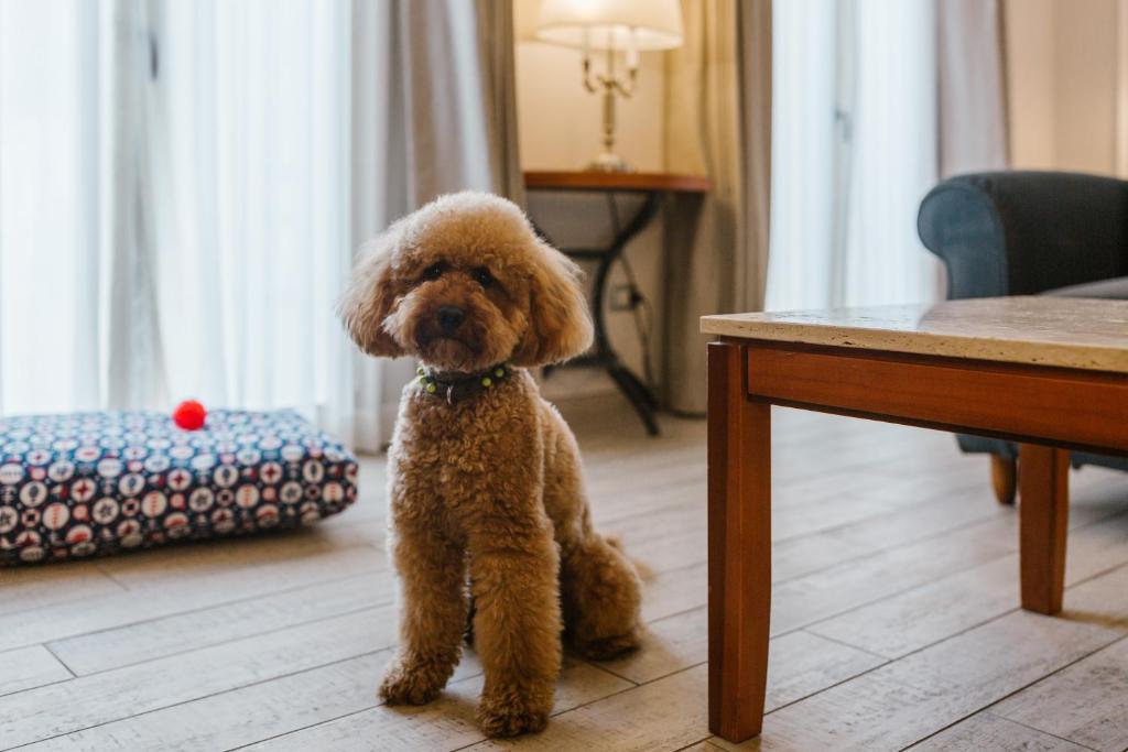 Mīļš pūdels stāv viesistabā blakus dīvānam un spilvenam, ar sarkanu bumbu blakus. Daba ir gaiša un mājīga, ar logiem, caur kuriem ieplūst gaisma.