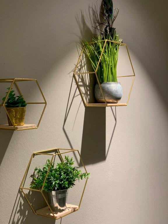 Sienas dekorācija ar ģeometriskām plauktiem, kuros izvietoti augi dažādās podos. Plaukti ir izgatavoti no zelta metāla un rada modernu un stilīgu atmosfēru.