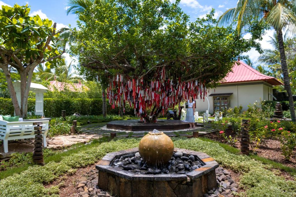 Pūķa koks ar lentēm un strūklaku pie Tamassa Bel Ombre