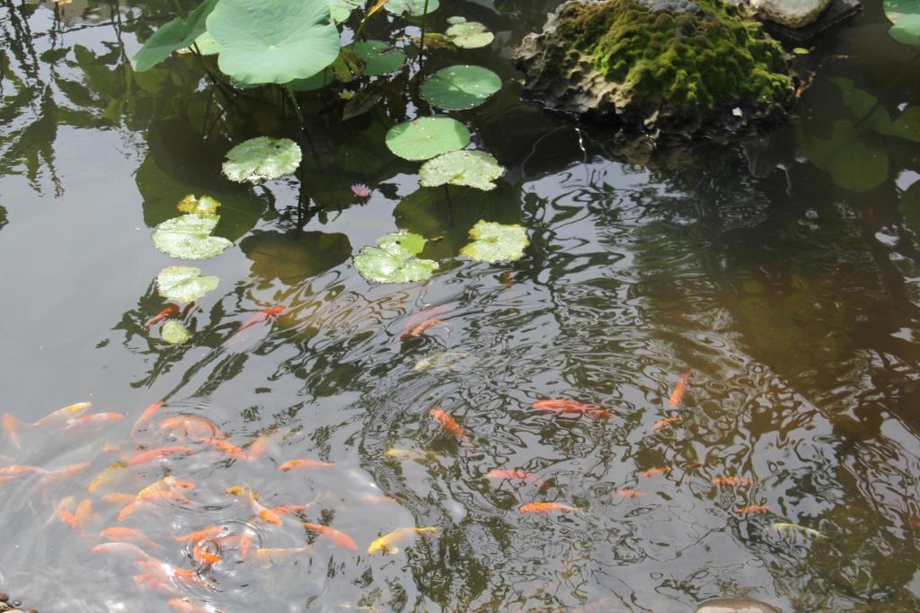 Dīķis ar zelta zivtiņām un ūdens liliām, kas sniedzas virs ūdens virsmas. Zivtiņas peld un atspoguļojas dīķa ūdenī.
