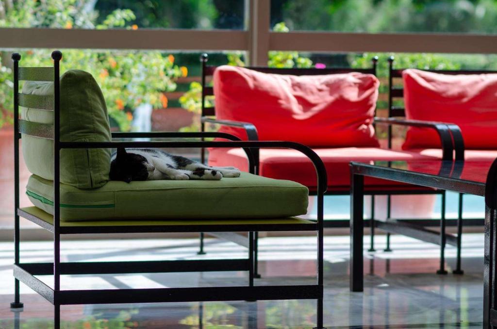 Mierīgi guļošs kaķis uz zaļas dīvāna, blakus sarkaniem spilveniem un saulainajā telpā ar ziediem.