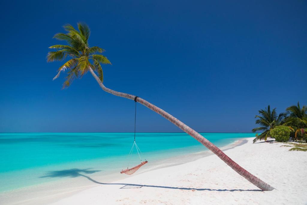 Tropu pludmale ar balto smilšu un zilu jūru, kur palmām ir šūpuļtīkls, kas karājas zemāk par koku.