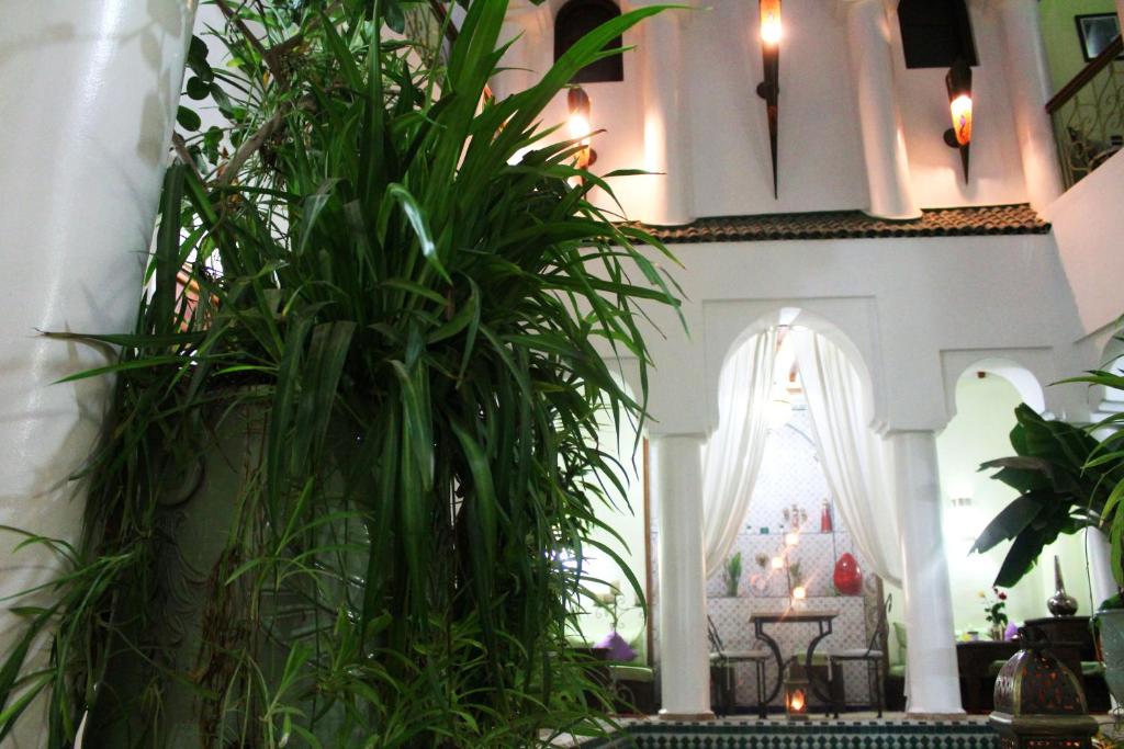 Zaļš augs rotā elegantu interjeru ar arku un mīkstām aizkariem, radot mierīgu atmosfēru. Gaismas elementi piešķir telpai siltumu un šarmu.