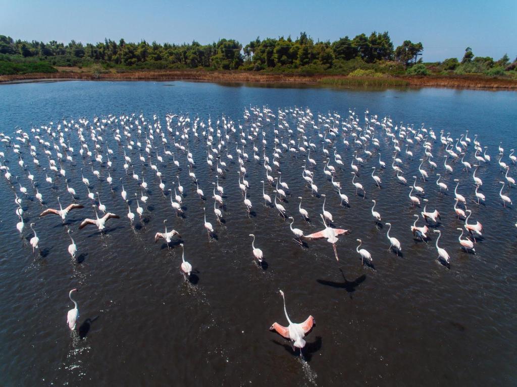 Lielā flamingo kolonija, kas pulcēta ūdenī, ar daudziem putniem lidojot un peldot. Daba un putnu biotops ir apvienoti gleznainā ainavā.
