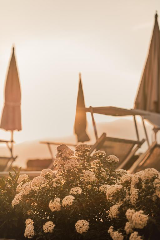 Saulrieta ainava ar ziediem priekšplānā un pludmales krēsliem fonā. Šī bilde rada mierīgu un relaksējošu atmosfēru.