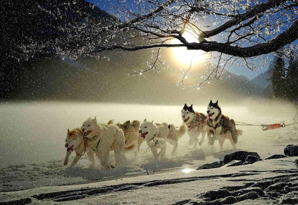 Sniegā velk suņu komanda, kas sastāv no huskijiem un baltiem suņiem, pretī saulei, kas spoži spīd. Aiz viņiem ir sniegots ainavas skats ar kalniem un ledus zaru kokiem.