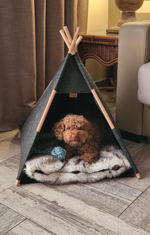 Mājas mīlulis atpūšas stilīgā teepee tipa mājā ar mīkstu segu un rotaļlietu.