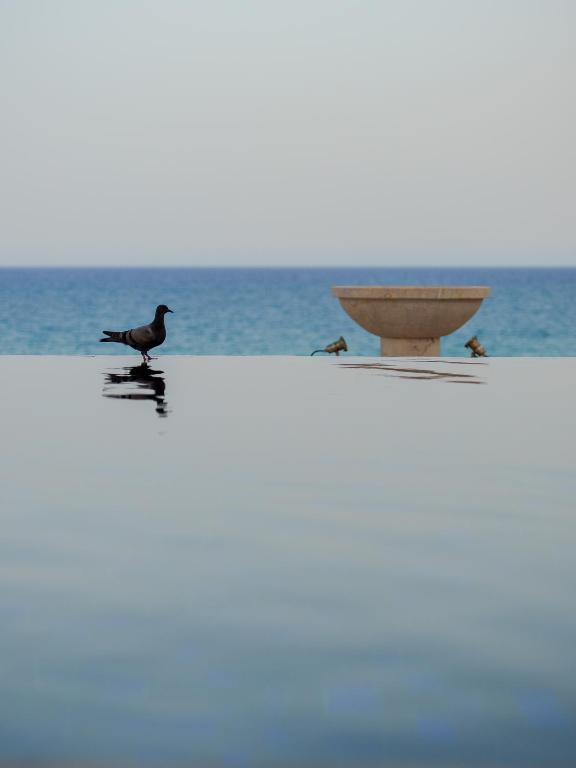 Putns staigā gar ūdens virsmu, blakus redzams akmens trauks un jūra tālumā.