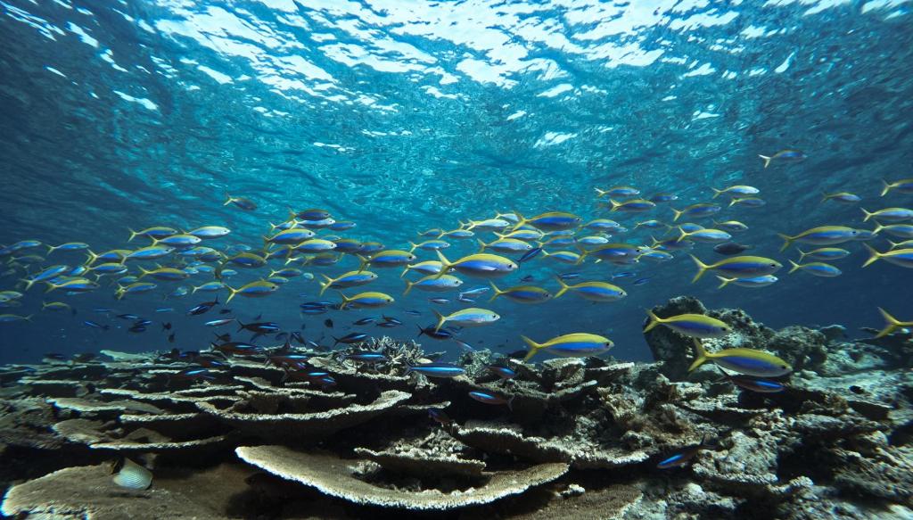 Zivju skats zem ūdens, kur redzami krāsaini rifi un grupas zivju, kas peld cauri skaidrajiem ūdeņiem.
