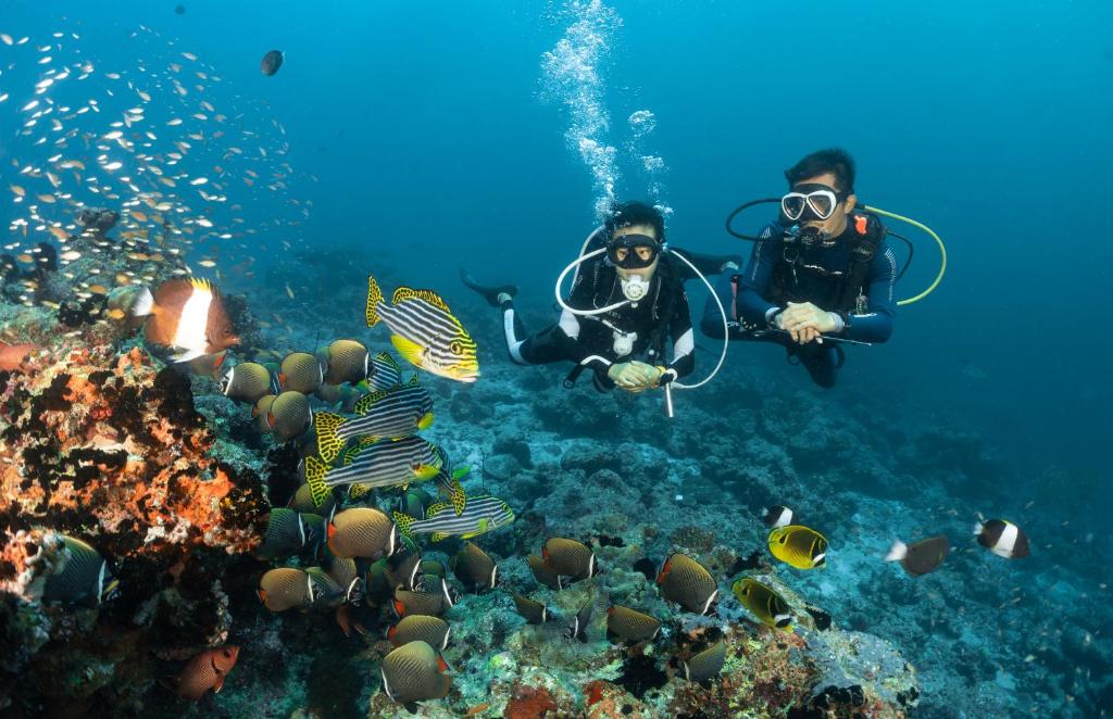 Duo of scuba divers exploring a vibrant coral reef, surrounded by colorful fish in a clear blue ocean.