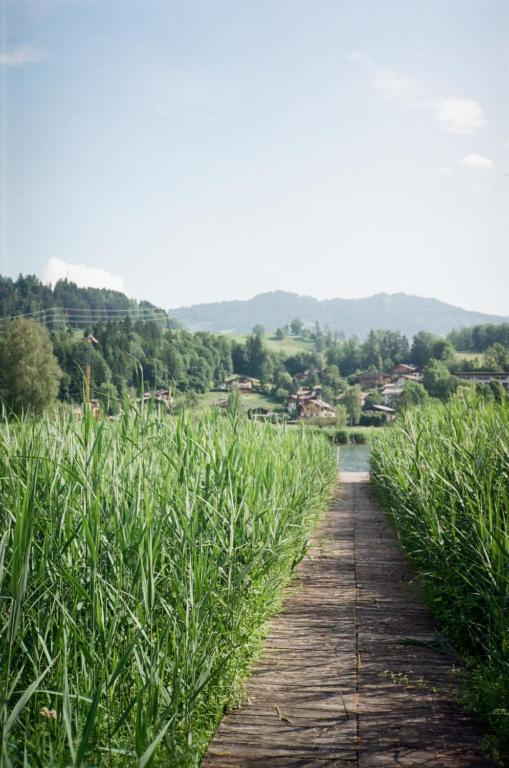 Koka laipa ved cauri zaļām zālēm uz ūdeni, fons ar pakalniem un ciematu. Skats uz mierīgu ainavu un dabu.