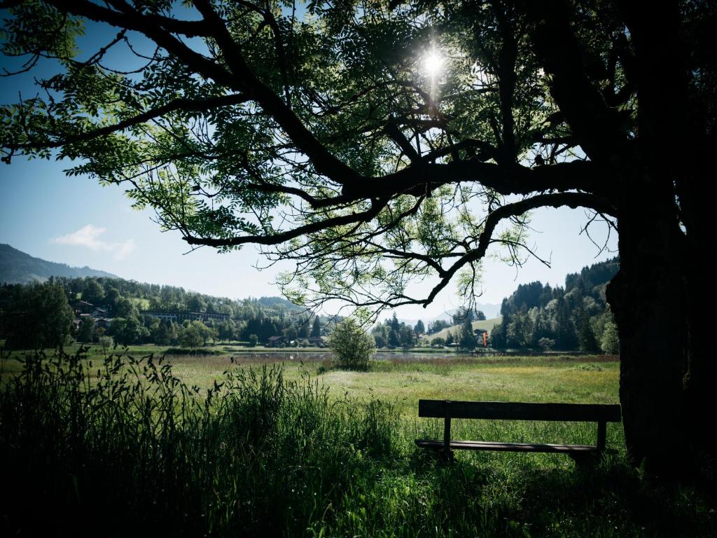 Mierīga ainava ar soliņu zem koka, kas piedāvā skatu uz lauku un kalniem. Gaisma caur koka zariem rada patīkamu atmosfēru.