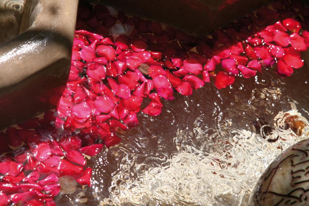 Sarkano ziedlapiņu virsma ūdenī, veidojot krāšņu un relaksējošu atmosfēru. Ūdens ir skaidrs un spīdīgs, pievienojot dabisku eleganci.