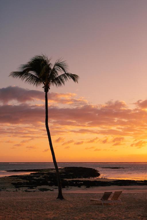 Viens palmārs pludmalē, fona apgaismojumā saulrieta krāsas, ar divām atpūtas krēslām tuvumā.