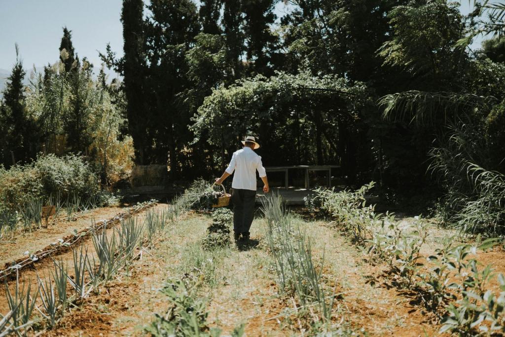 Dārznieks strādā dārzā pie viesnīcas Phāea Cretan Malia.
