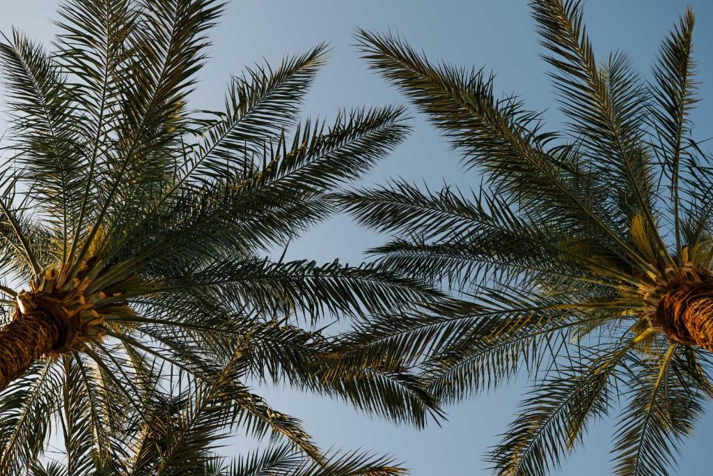 Palmu lapas pie Baron Palms Resort zem skaidrām debesīm.