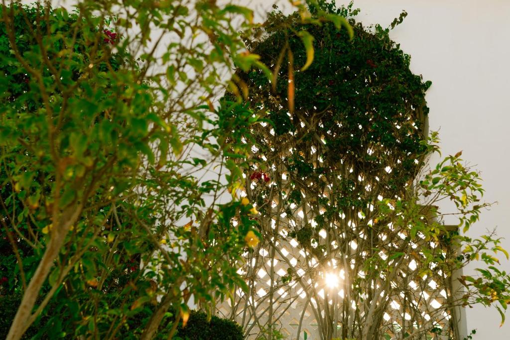 Saulriets caur zaļajiem augiem pie Baron Palms Resort