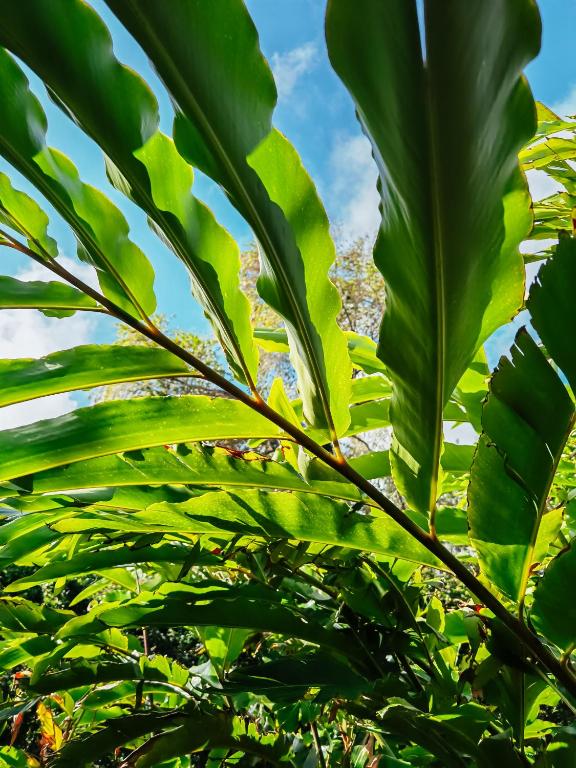 Zaļo lapu tuvplāns pie Kaz'alala Hosted B&B