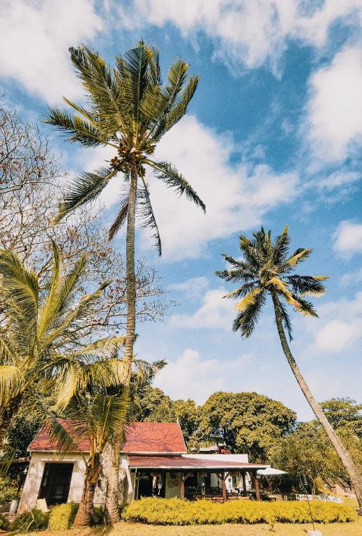 Kaz'alala Hosted B&B ar palmām un skaidru debesīm