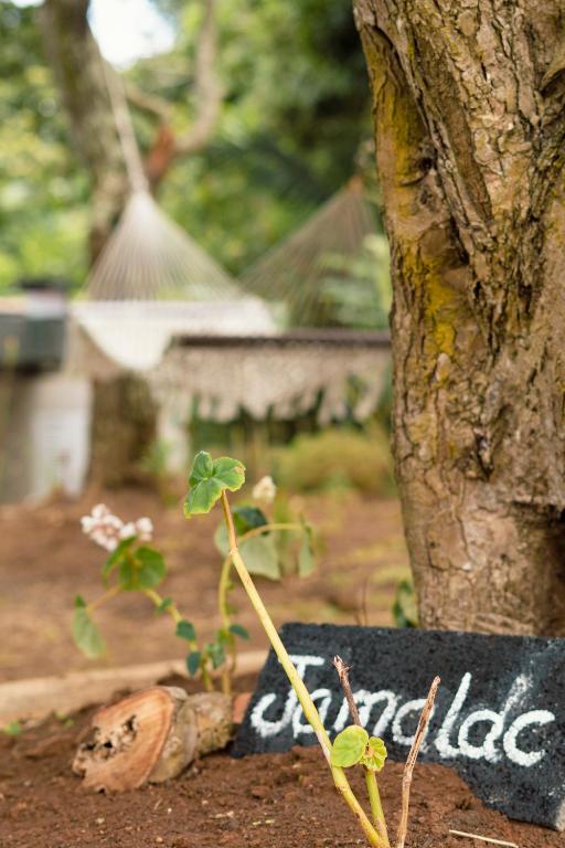 Daba apstādījumi pie Kaz'alala Hosted B&B ar šūpuļtīkliem