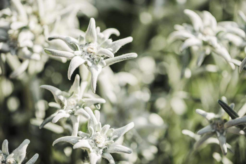 Edelweiss ziedi ar sudrabotām lapām, izcili izcelti zaļā fonā.