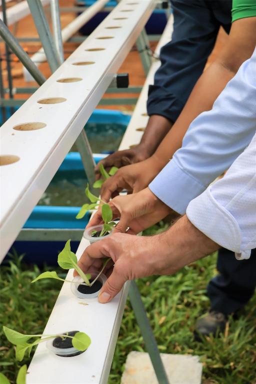 Kempinski Seychelles Resort darbinieki stāda zaļumus hidroponikas sistēmā ilgtspējīgai saimniekošanai