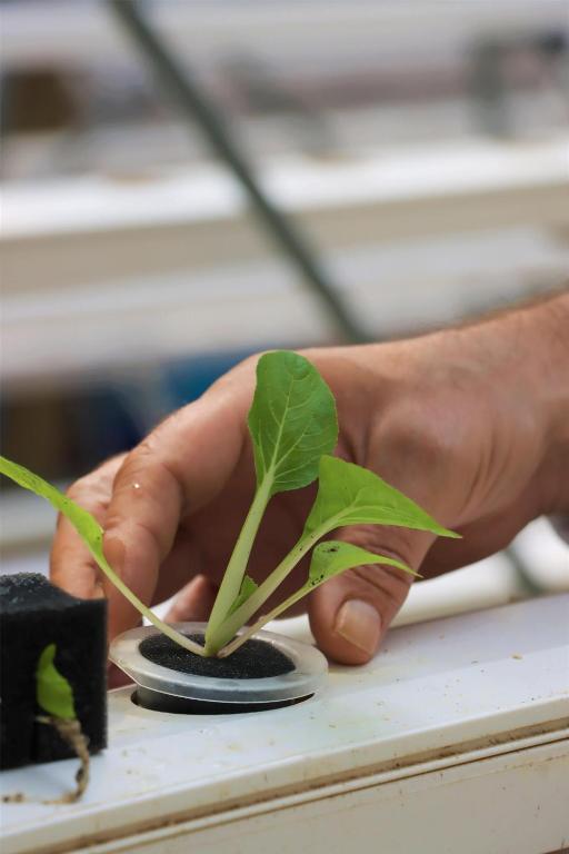 Kempinski Seychelles Resort dārznieka rokas rūpīgi ievieto jaunu stādu hidroponikas sistēmā