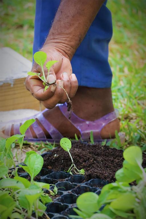 Kempinski Seychelles Resort dārznieks stāda jaunu stādu viesnīcas dārzā