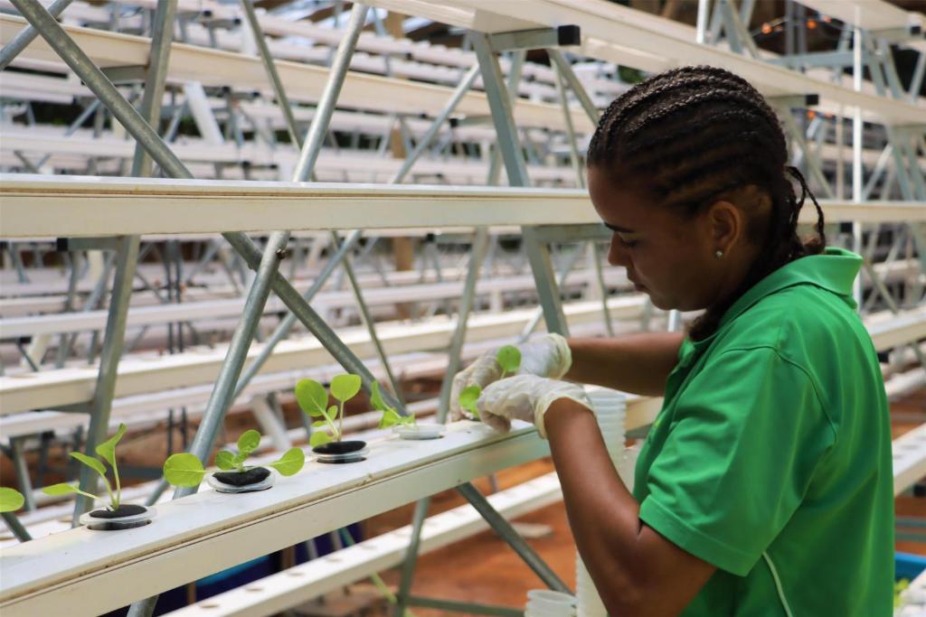 Kempinski Seychelles Resort darbiniece kopj stādus viesnīcas hidroponiskajā dārzā