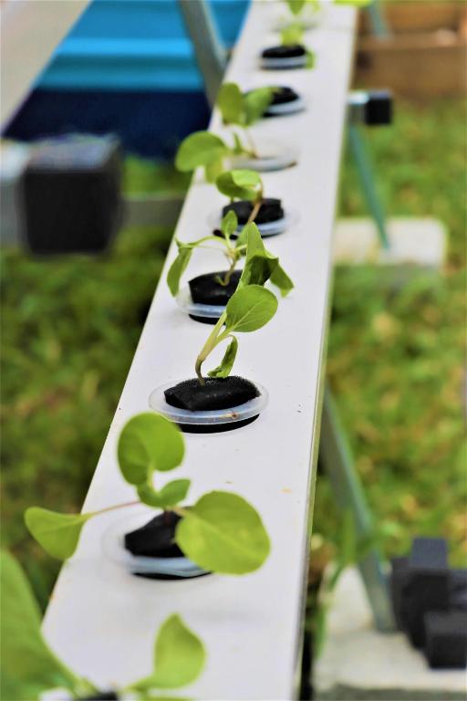 Zaļie stādi hidroponiskajā sistēmā Kempinski Seychelles Resort dārzā