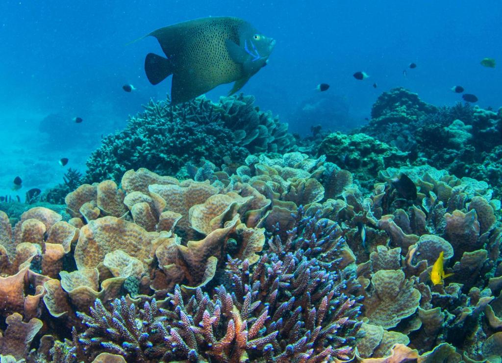 Eksotisks zemūdens skats ar koraļļiem un zivīm pie Four Seasons Resort Seychelles.