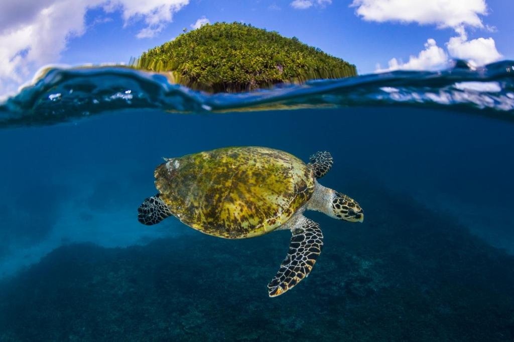 Jūras bruņurupusis un tropu sala pie Four Seasons Resort Seychelles