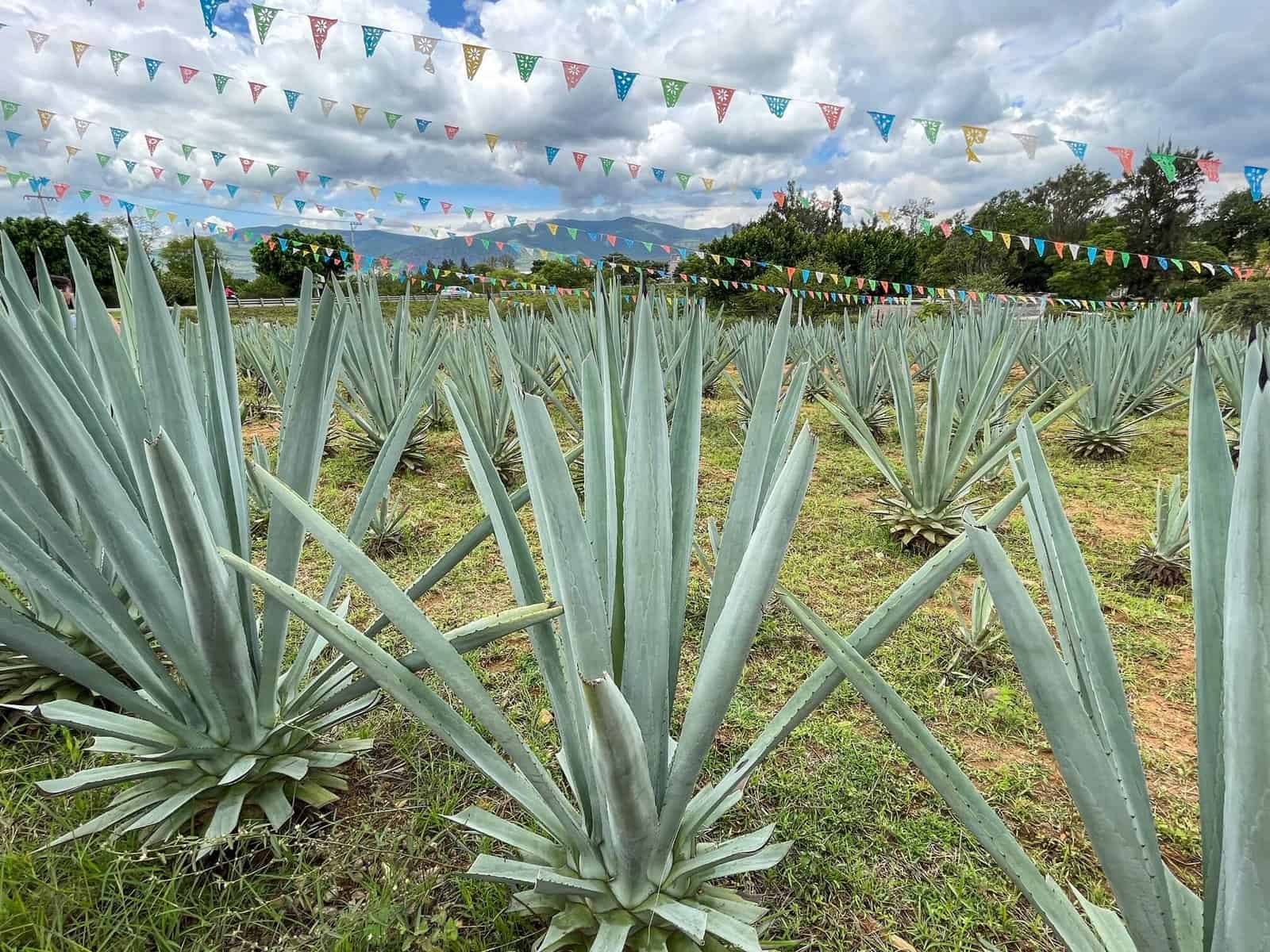 Agaves lauki Oahakā – mezcalu degustācija ekskursijā Vanilla Travel ceļojumā