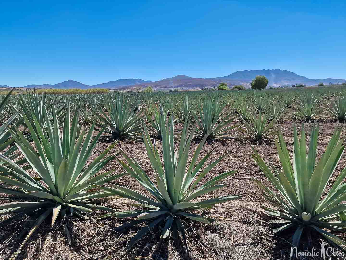 Agaves plantācija Oahakā – mezkalraudzēšana un degustācija Vanilla Travel ceļojumā