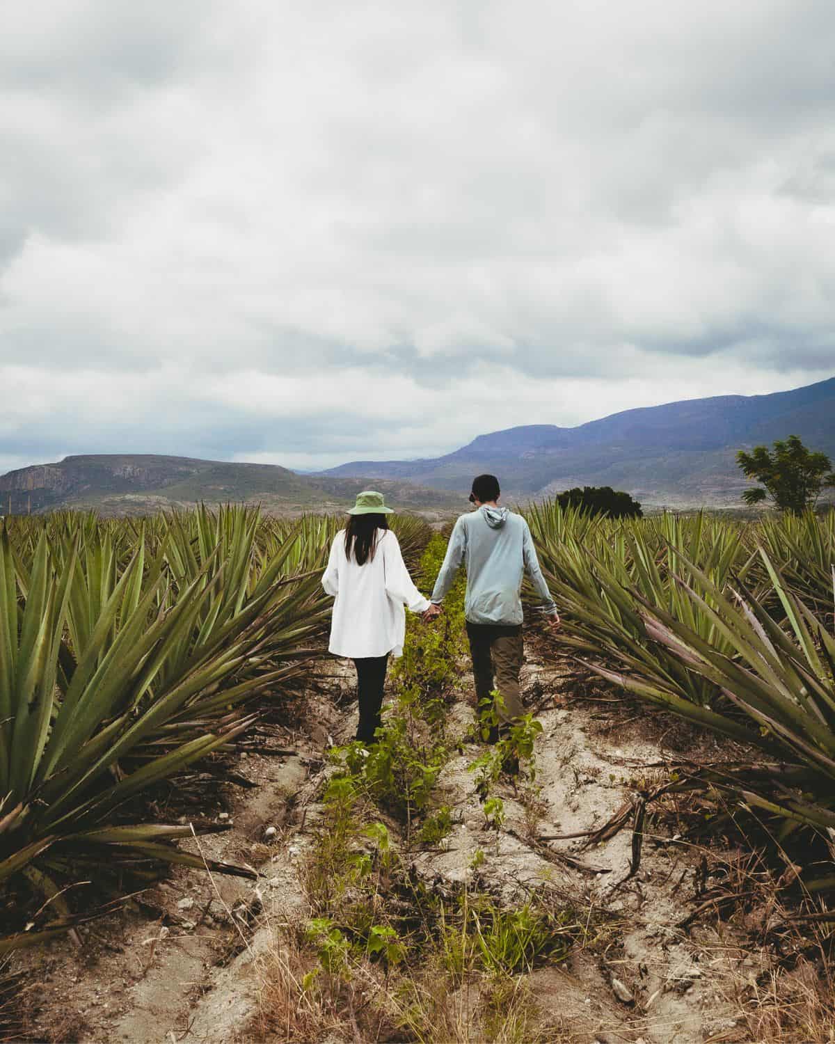 Agaves lauki Oahakā – mezcal garšas tūre un destilācijas pieredze