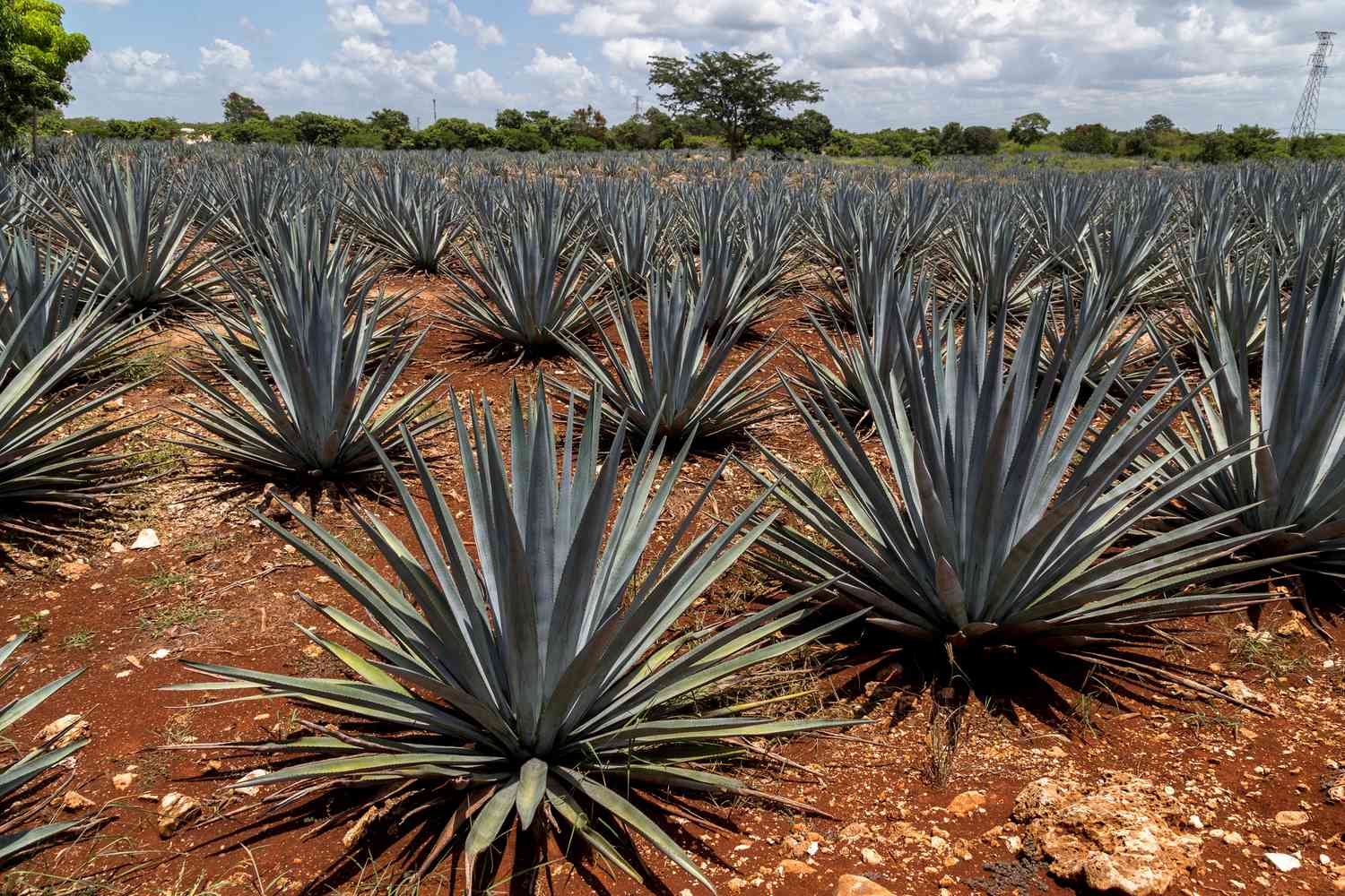 Agave lauks Oahakā – mezcal degustācija lauku vidū Vanilla Travel ekskursijā
