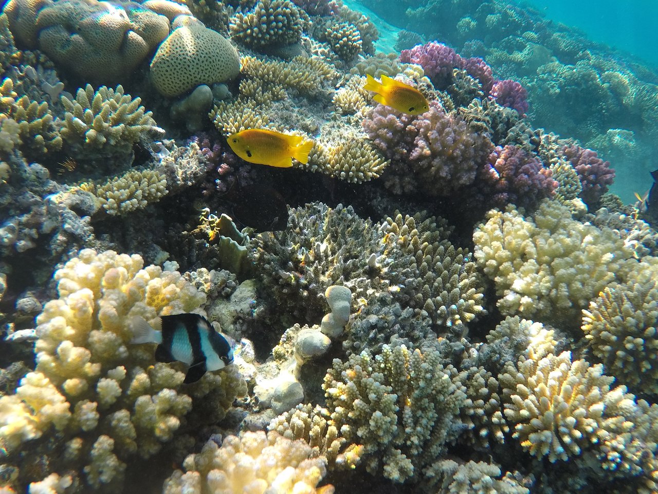 Krāsaini koraļļi un zivis zemūdens pasaulē pie Fort Arabesque Resort, Spa & Villas.