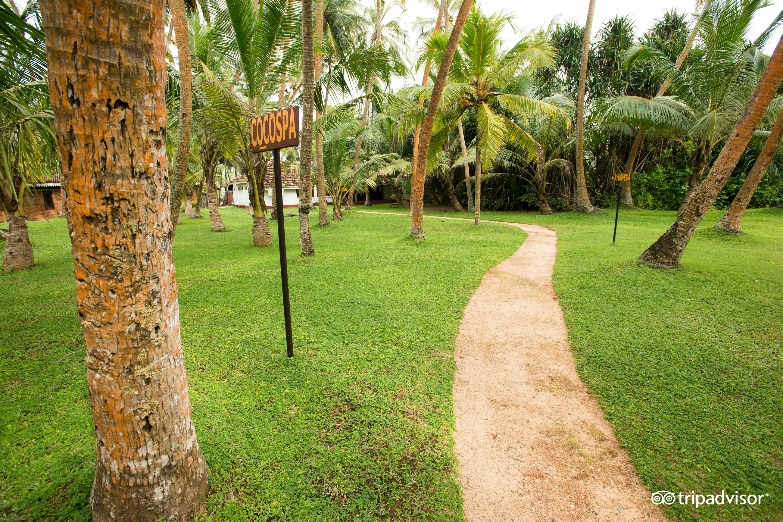 Takas uz CocoSpa Club Bentota viesnīcā, ieskauta kokospalmu birzī.