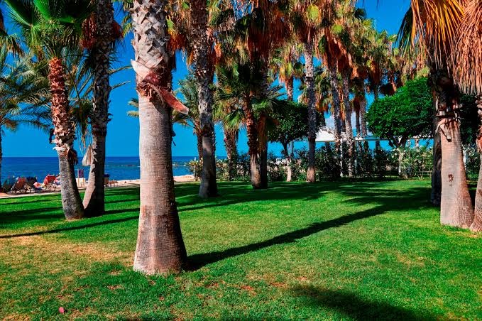 Louis Phaethon Beach viesnīcas dārzs ar palmām un zaļu zālienu piekrastē Pafā — skats uz Vidusjūru un atpūtas zonu
