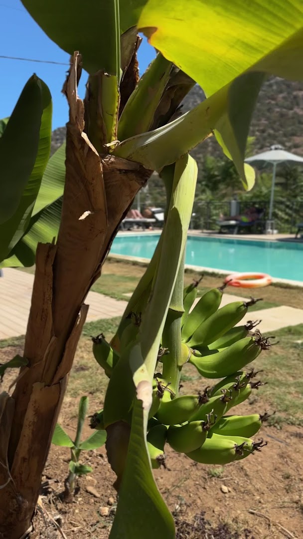 T Hotel Premium Suites dārzs Bali ciemata piekrastē Krētā ar banānkoku un skatu uz āra baseinu un kalnu fonu