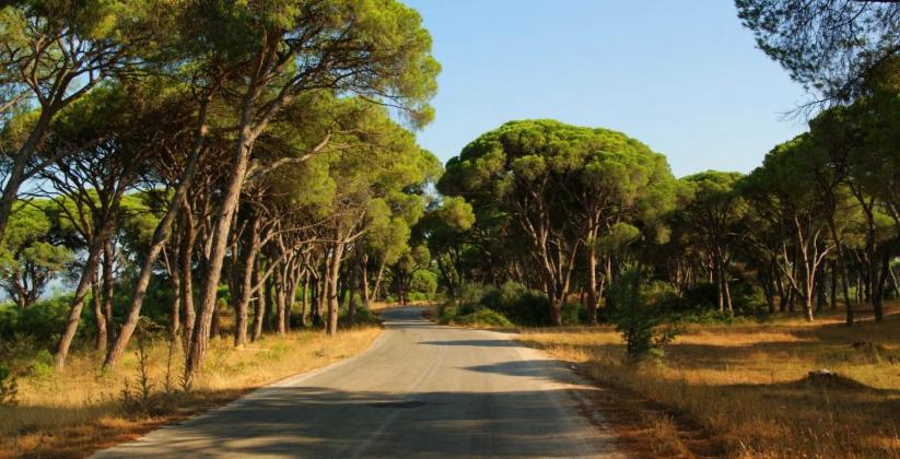 Ceļš caur priežu mežu netālu no Kalogria Beach Hotel Peloponēsas reģionā — dabas parks ar kupliem kokiem un saulainu ainavu